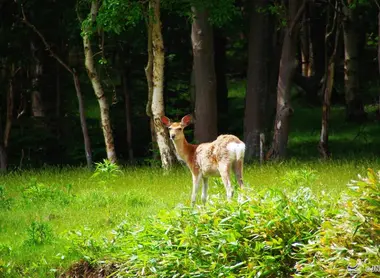 Biche dans une forêt japonaise