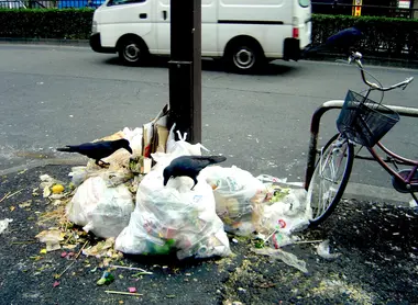 Les nombreux corbeaux de Tokyo, ennemis jurés du recyclage des déchets.