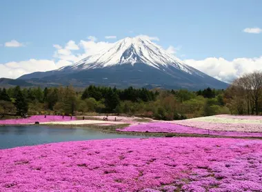 Fuji Shibazakura Matsuri