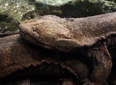 Acquario di Kyoto ha la più grande salamandra del Giappone, che supera 1 metro 50.