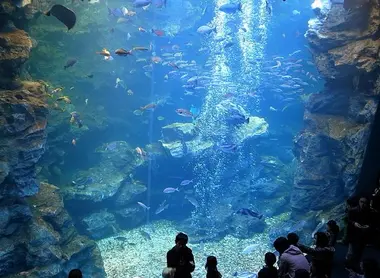 La piscina gigante di Kyoto Aquarium contiene 500 tonnellate di acqua.