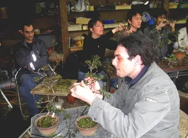 Shunkaen Bonsai Museum Japan Experience