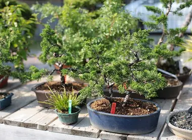 Le bonsaï n'est pas une espèce mais une pratique. Presque toutes les espèces peuvent être des bonsaïs.