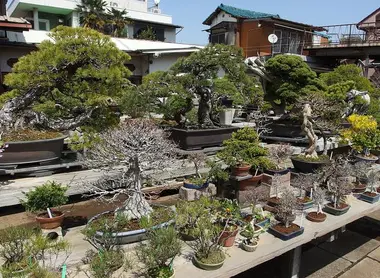 A Tokyo et dans les alentours, il n'y a très peu de pépinières à bonsai.