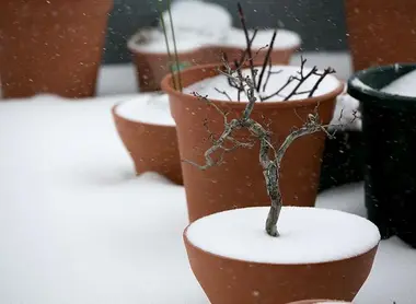 Les procédures d'importations de bonsai entre la France et le Japon sont extrêmement complexes et peuvent conduire à la destruction de l'arbre.