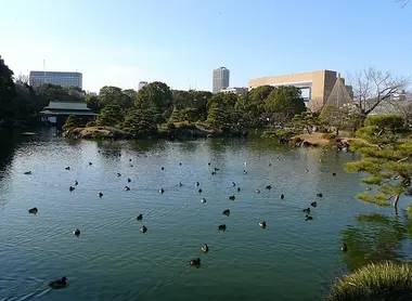 Ducks paddle quietly in the garden Kiyosumi Koen.