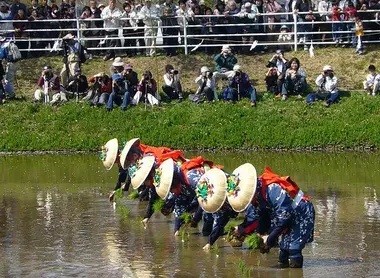 Des planteurs de riz, lors de la cérémonie de plantation "Otaue Matsuri", au printemps