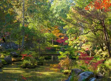 Muschio del giardino Saihoji (Kyoto).