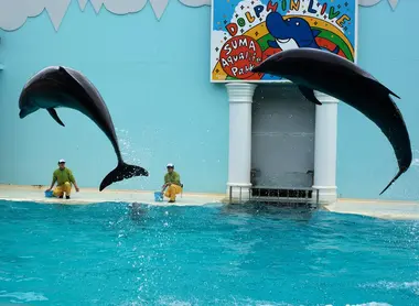 Dolphins are the stars of Park aquatic life Suma (Kobe)