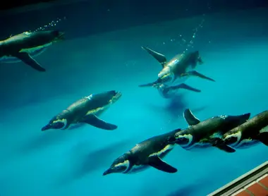 Dancing penguins Park aquatic life Suma.