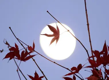 La lune à travers les feuilles d'un érable