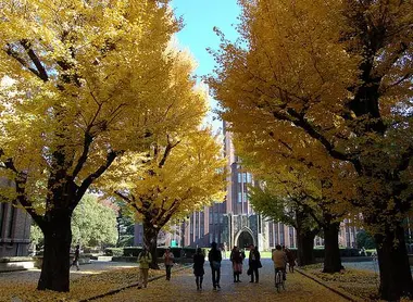 Le campus de Hongo Le campus de Hongo