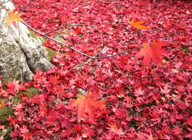 Les feuilles de l'érable japonais passent au jaune, à l'orangé puis au rouge flamboyant durant le kôyô ("feuilles rouges") d'automne.