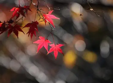 Le momijigari, ou "chasse aux feuilles d'automne", est pratiqué par les Japonais depuis l'époque Heian.