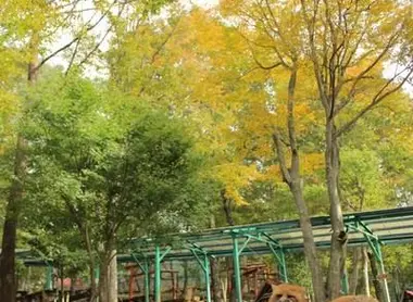 Des renards en liberté