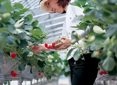 Le ramassage des fraises