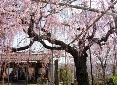 Le cerisier du temple Senju-in