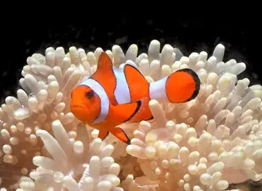Poisson de l'aquarium d'Enoshima Poisson Enosui