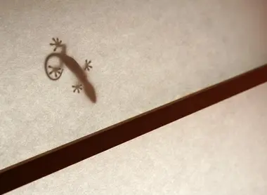 Un petit lézard sur un shôji Un petit lézard sur un shôji