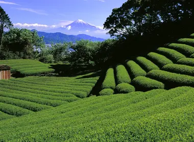 Campos de té tierno y verde en primavera, Shizuoka Campos de té tierno y verde en primavera, Shizuoka