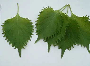 Hojas de Shiso.