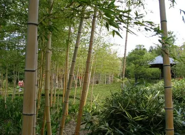 15 variétés de bambou sont plantées dans le Take no niwa du jardin Kôko-en.