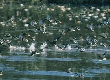 Le marécage de Katano