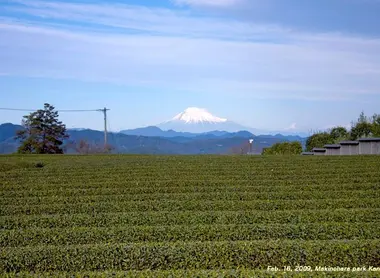 Mont fuji et thé