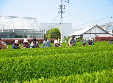 Greenpia Makinohara Greenpia Makinohara