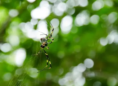 araignée du Japon