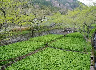 Un champ de wasabi Un champ de wasabi