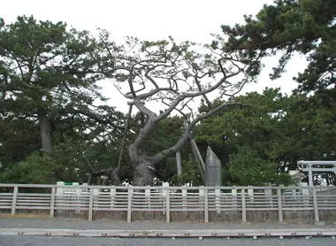 Hagoromo no Matsu