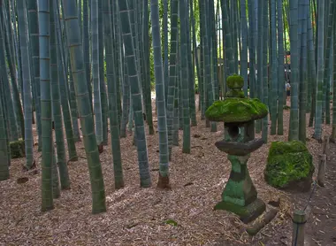 Hokokuji Bamboo Hokokuji Bamboo