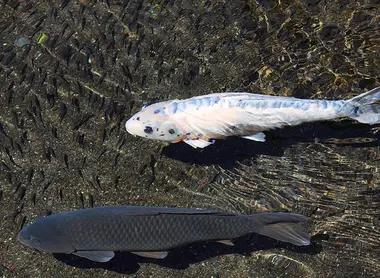 Los koi se pasean en las aguas puras del Suizen-ji. Los koi se pasean en las aguas puras del Suizen-ji.