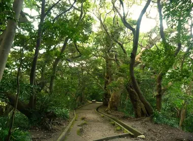 Le petit sentier qui mène à l'observatoire Le petit sentier qui mène à l'observatoire