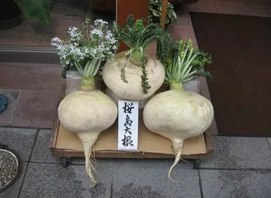 Les radis du Sakurajima