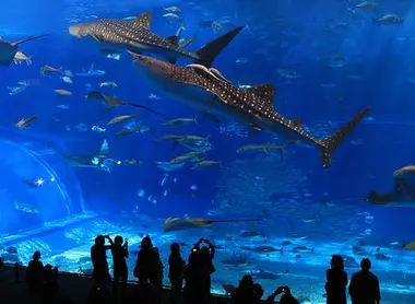 Les requins-baleines de l'aquarium Churaumi Les requins-baleines de l'aquarium Churaumi