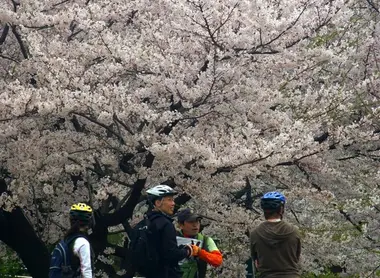 Profiter des cerisiers en fleur à vélo Profiter des cerisiers en fleur à vélo