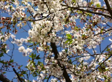 Kirschblüten im Frühling