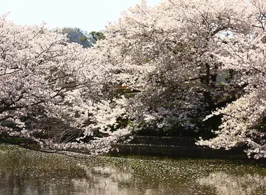 Kirschblüten am Flussufer