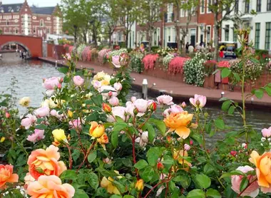 Le parc à thème d'Huis Ten Bosch fait la part belle aux fleurs hollandaises bien sûr !