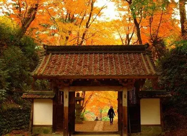 La entrada del templo Kojakuji rodeada de árboles de gingko biloba. La entrada del templo Kojakuji rodeada de árboles de gingko biloba.