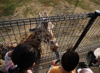 La hora de la comida de las girafas en el Himeji Central Park. La hora de la comida de las girafas en el Himeji Central Park.