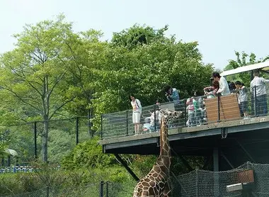 Girafas en el Himeji Central Park. Girafas en el Himeji Central Park.