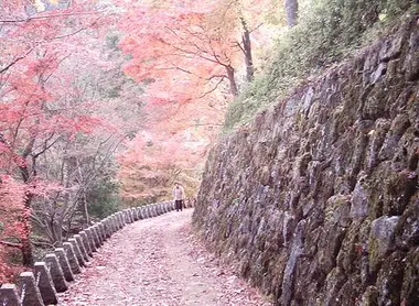 Un petit chemin recouvert de fleurs de cerisiers sur le Mont Yoshino.