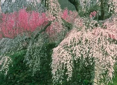 Un des magnifiques cerisiers du Mont Yoshino