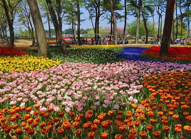 Pendant une courte période au mois d'avril, ce sont les tulipes qui fleurissent au parcs Hitachi Kaihin