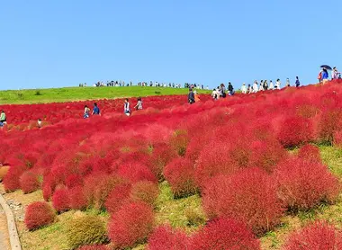 Les Kochia du Hitachi Seaside Park virent au rouge. Les Kochia du Hitachi Seaside Park virent au rouge.