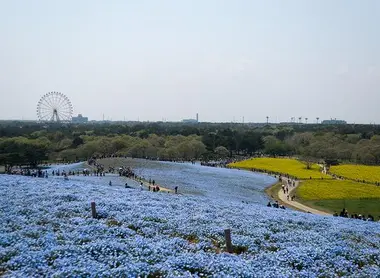 Les némophiles du Hitachi Seaside Park