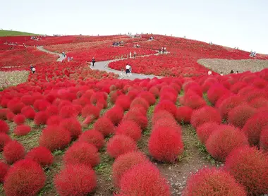 Les buissons rouge vif du Hitachi Kaihin Koen